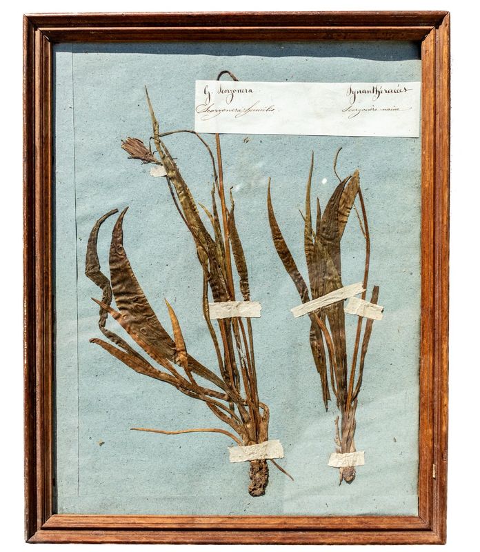 Antique French Framed Herbarium Specimen - Scorzonera humilis