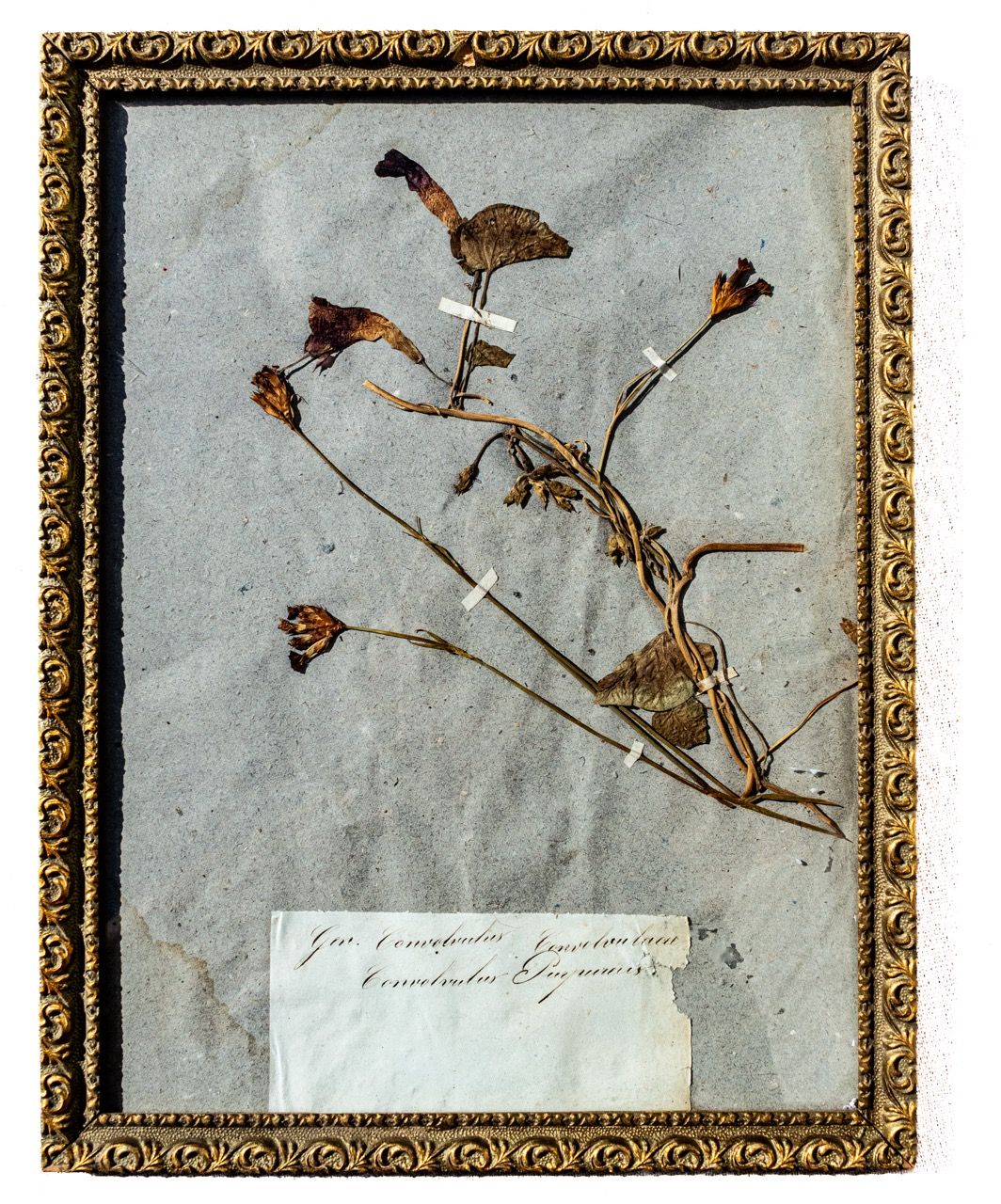 Antique French Framed Herbarium Specimen - Convolvulus (Morning Glory), Ornate Gilt Frame