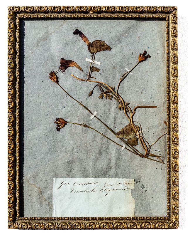 Antique French Framed Herbarium Specimen - Convolvulus (Morning Glory), Ornate Gilt Frame