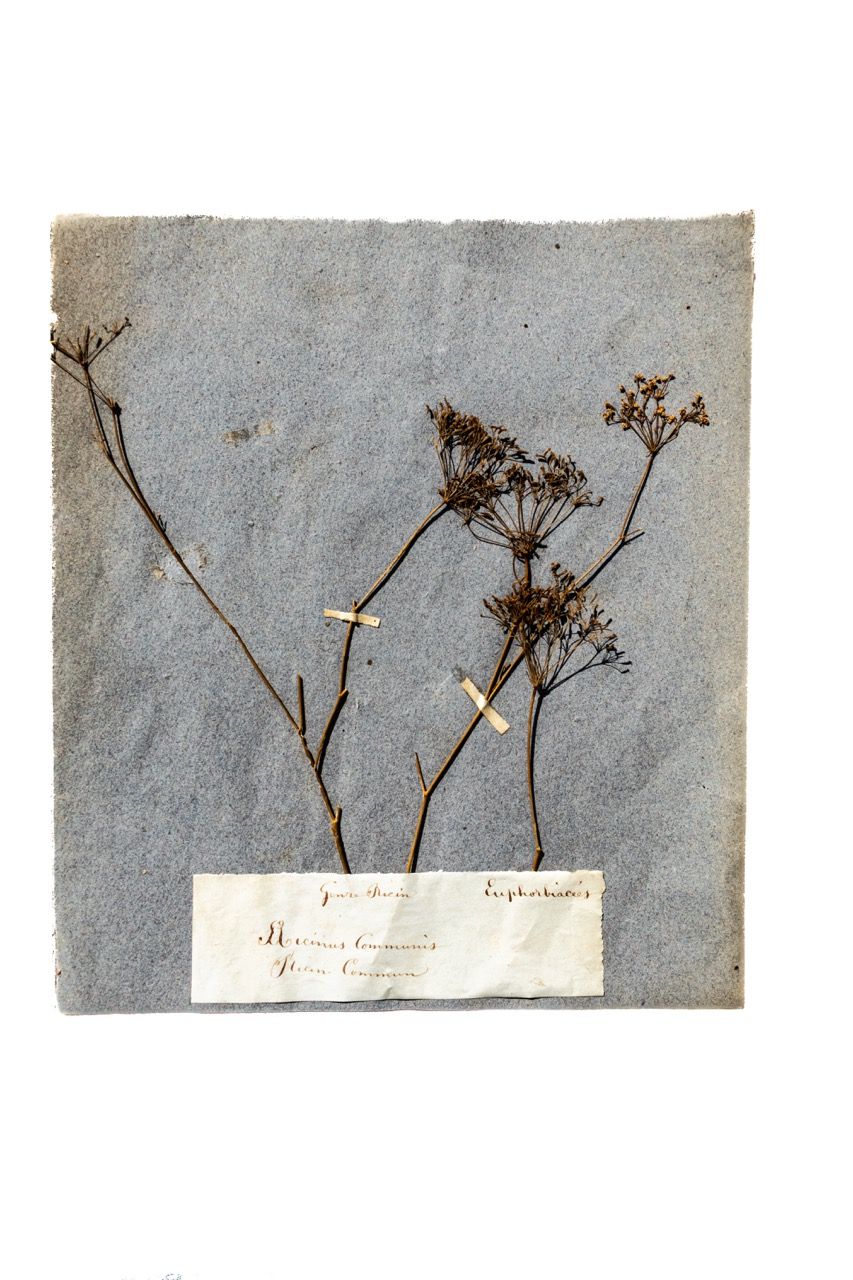 Antique French Herbarium Specimen Sheet - Ricinus communis (Herbier)