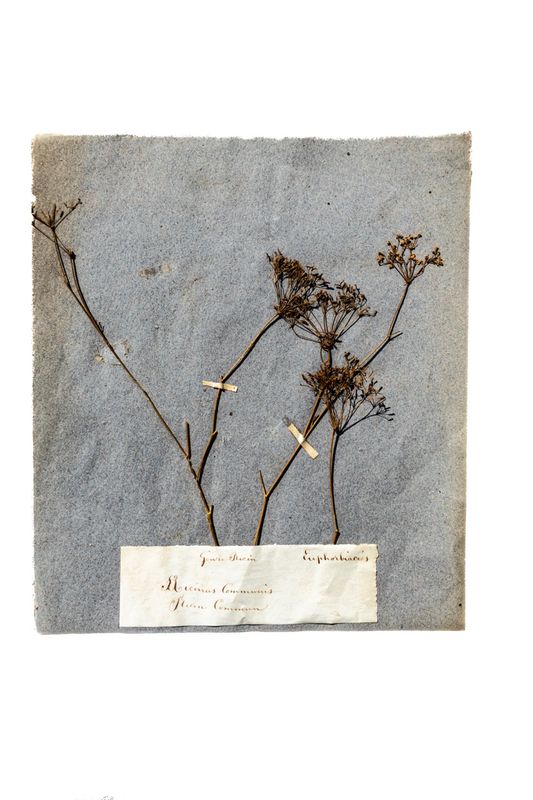 Antique French Herbarium Specimen Sheet - Ricinus communis (Herbier)
