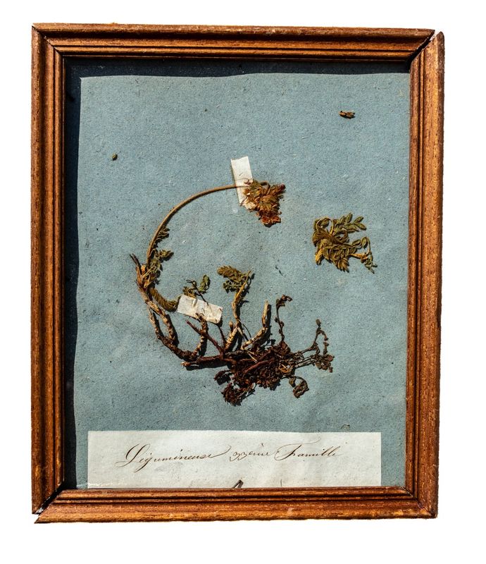Antique French Framed Herbarium Specimen - Legumineuses (Pea Family)