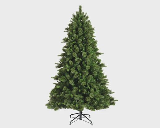 Edmonton Spruce - 6ft - 180cm