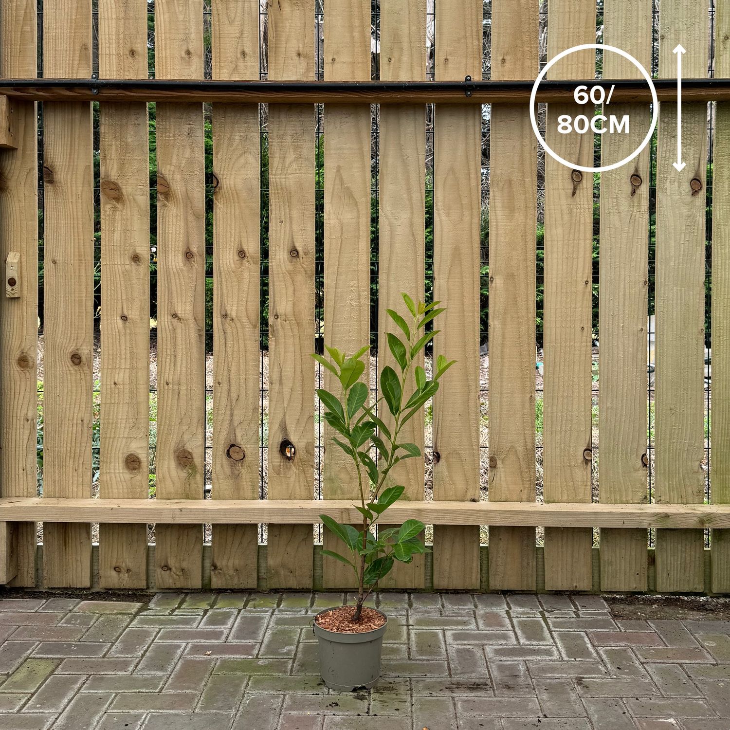 Laurel - 60/80cm - 3 Litre