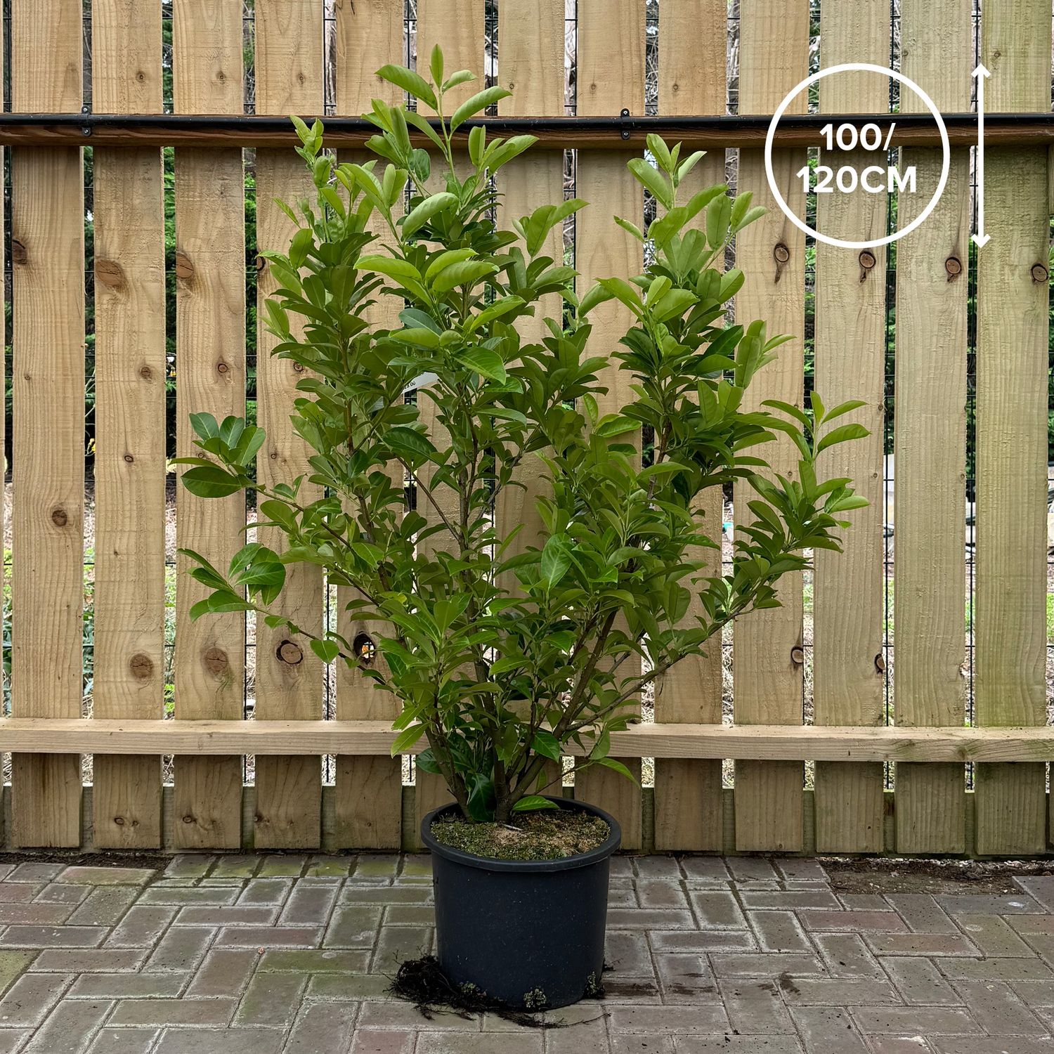 Laurel -120/150cm - 20 Litre