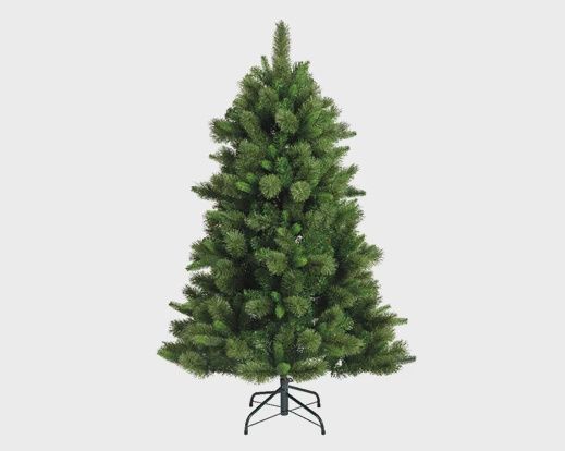 Edmonton Spruce - 5ft - 150cm