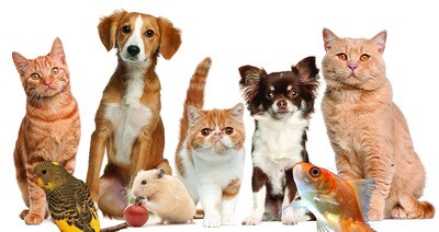 Pets