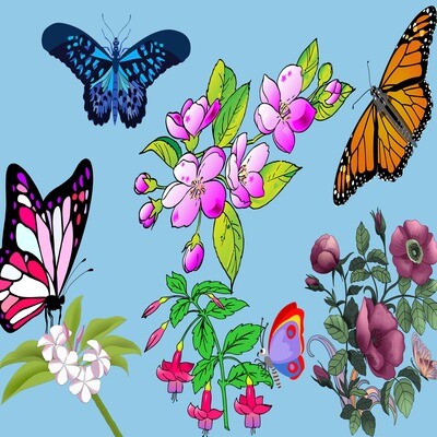 Butterflies &amp; flowers