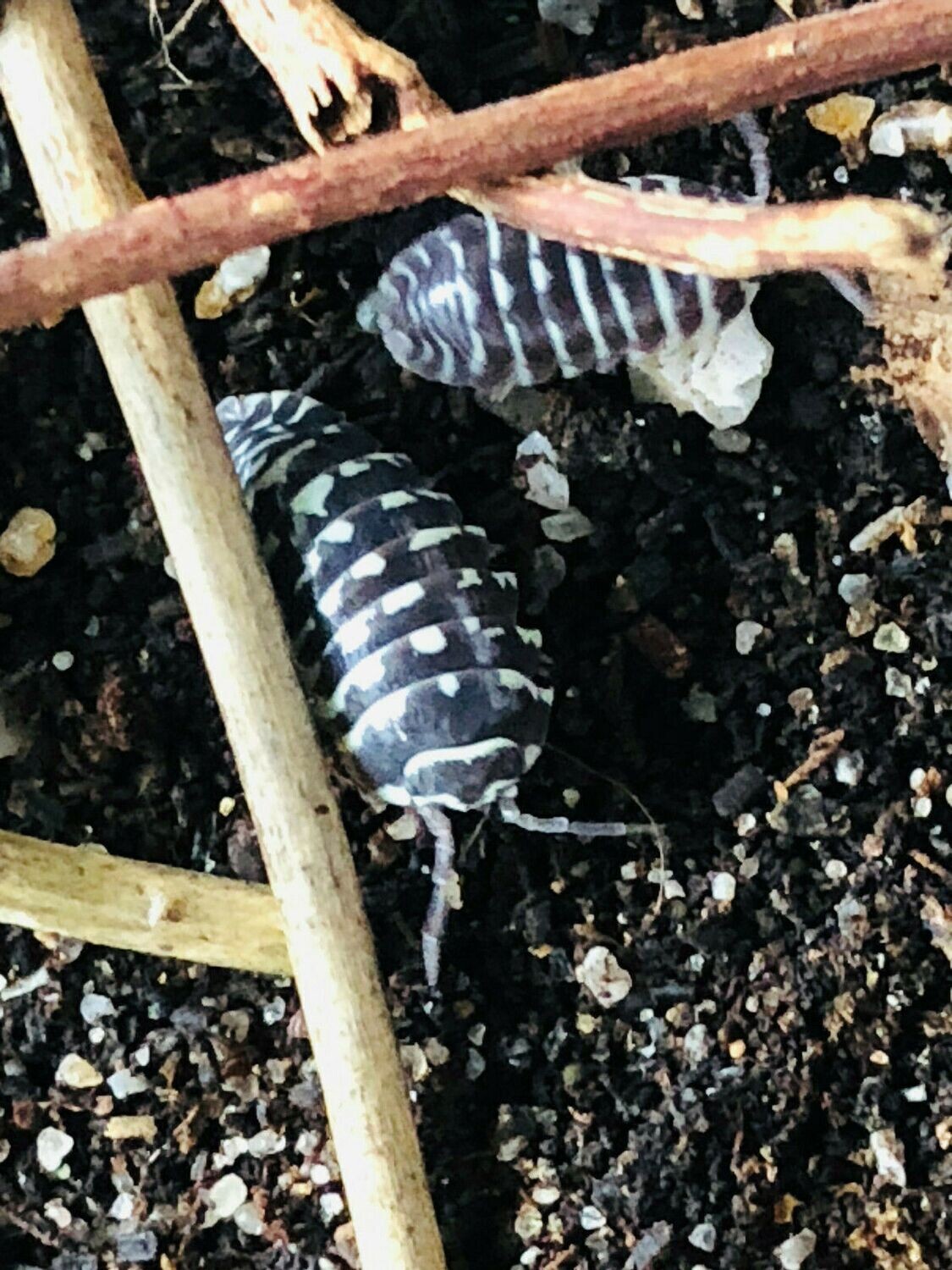 Armadillidium maculatum (Zebrarollassel)