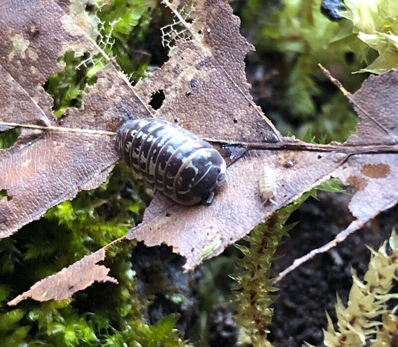 Armadillidium pictum