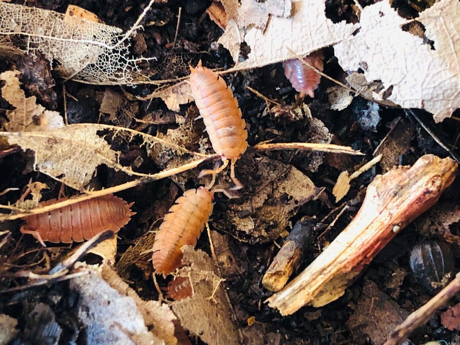 Porcellio scaber orange