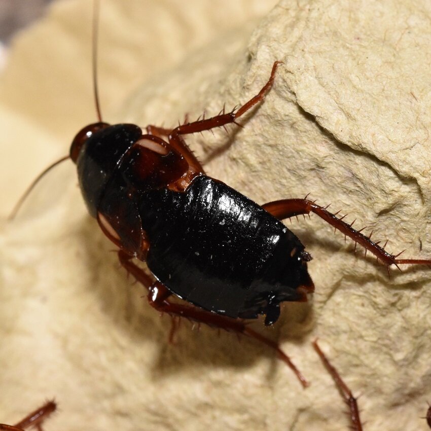 20+ Shelfordella lateralis (Schokoschabe) mix