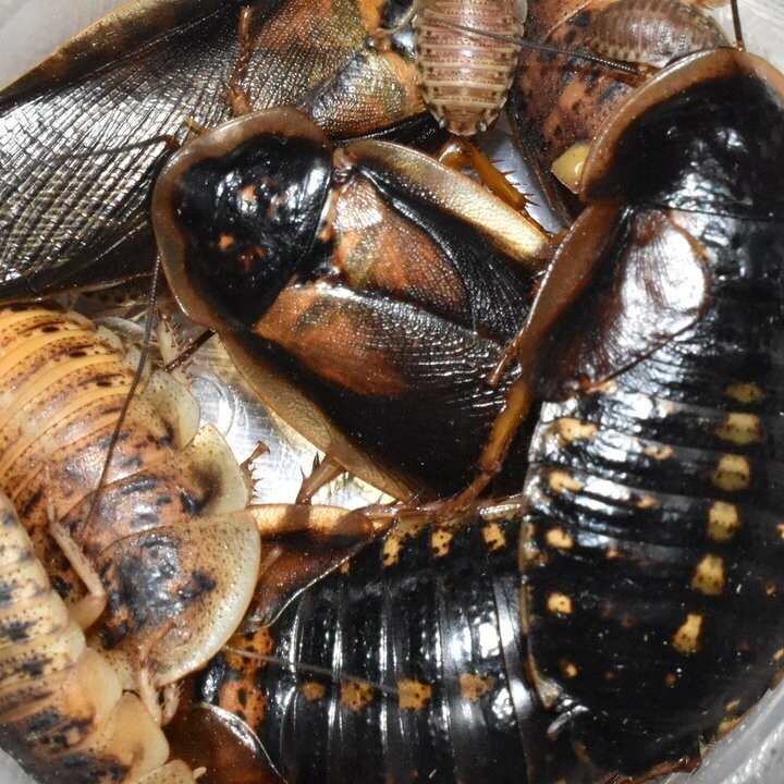 10+ Pack Blaptica dubia Argentinische Waldschabe Größe groß