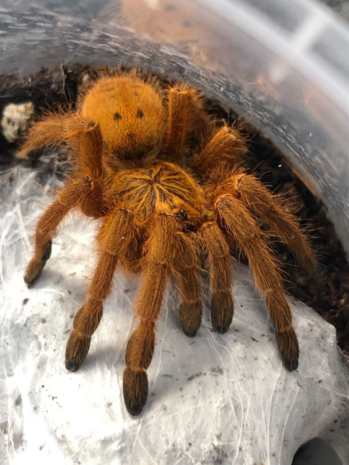 Pterinochilus Murinus rcf (5,5 cm KL)