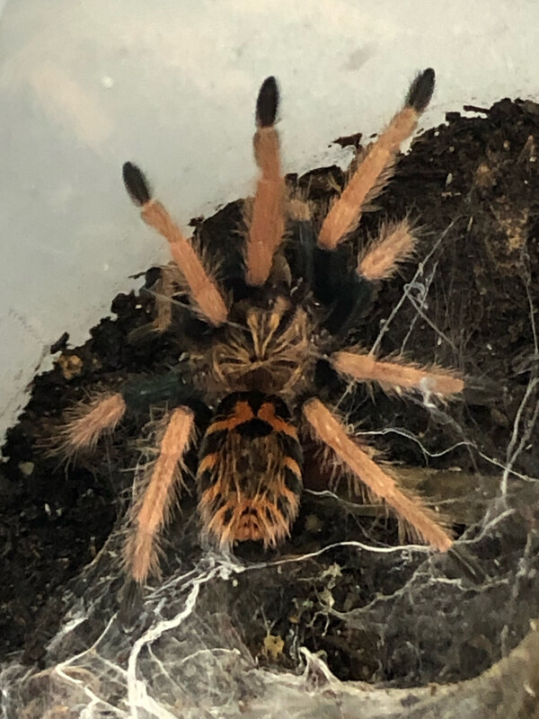 Chromatopelma cyaneopubescens (1cm KL)