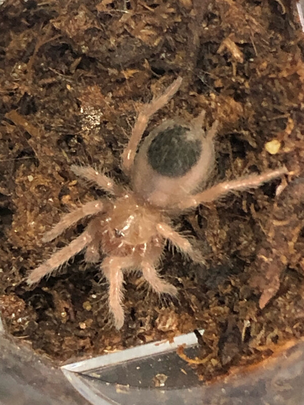 Brachypelma emilia (3/4 FH )