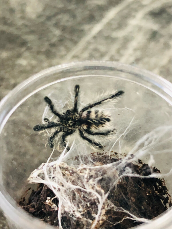 Avicularia purpurea (1cm KL)