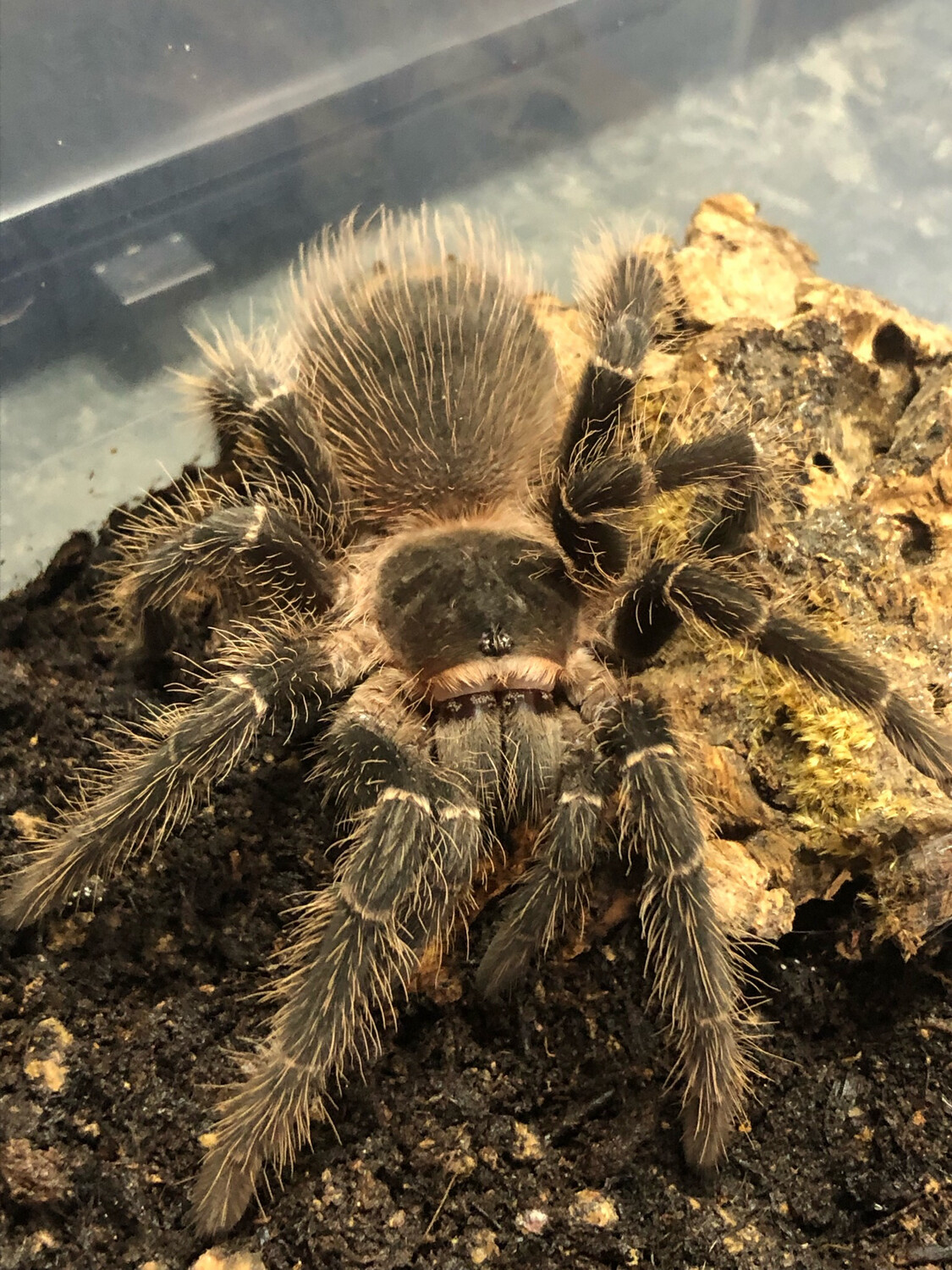 Lasiodora parahybana (6 cm KL)