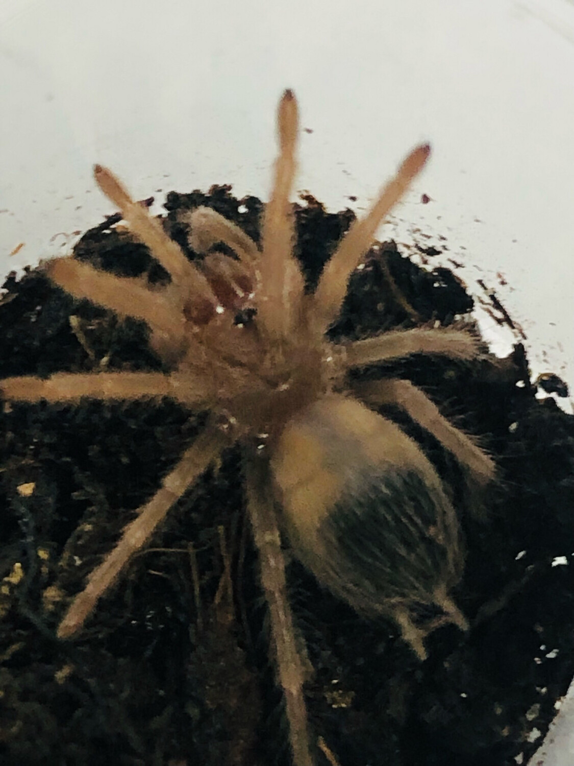 Lasiodora klugi (3cm KL)