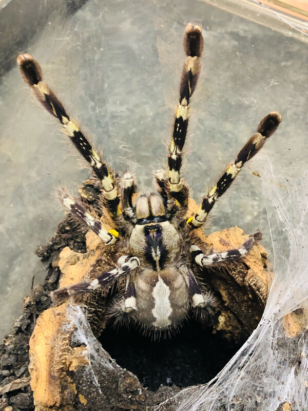 Poecilotheria regalis (7cm KL)