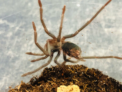 Xenesthis immanis (1/2FH)