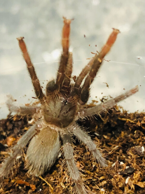 Hysterocrates gigas (6cm KL)