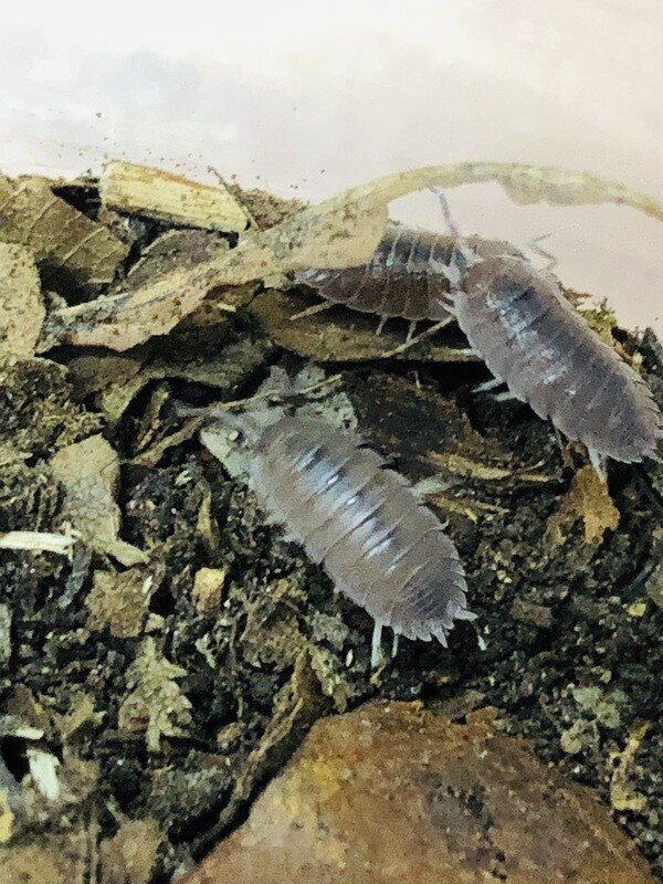 Porcellio incanus