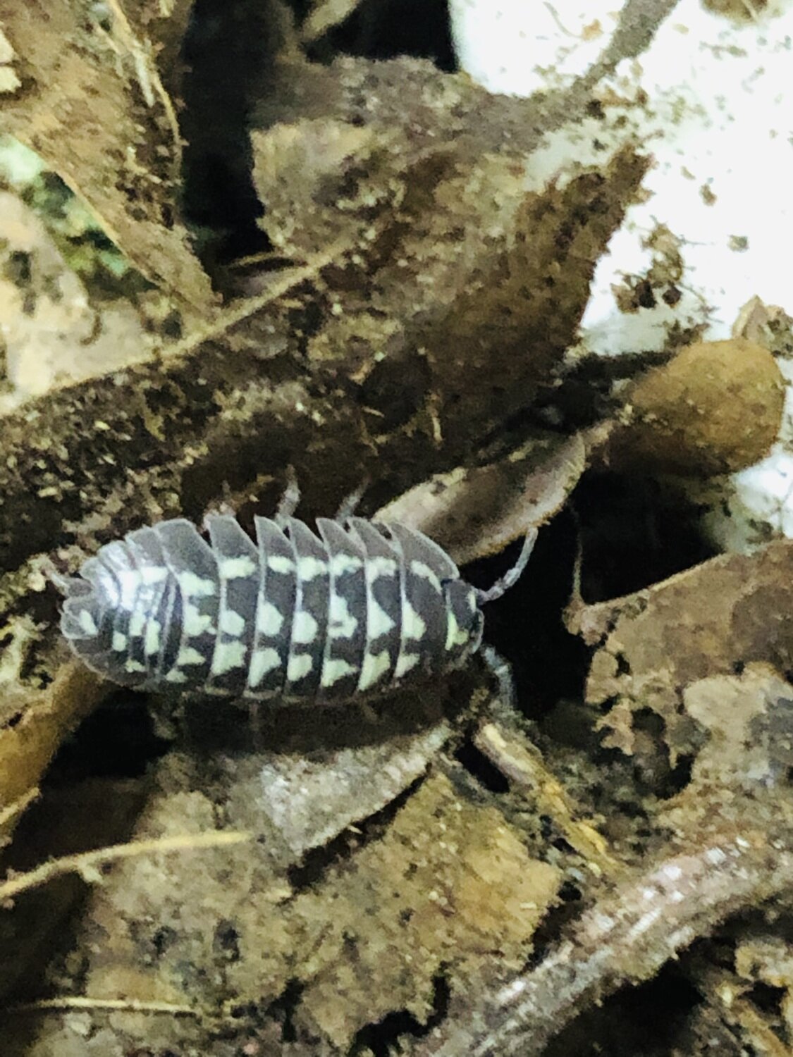 Armadillidium gestroi white
