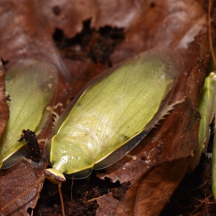 Grüne Bananenschabe (Panchlora nivea sp.giant)