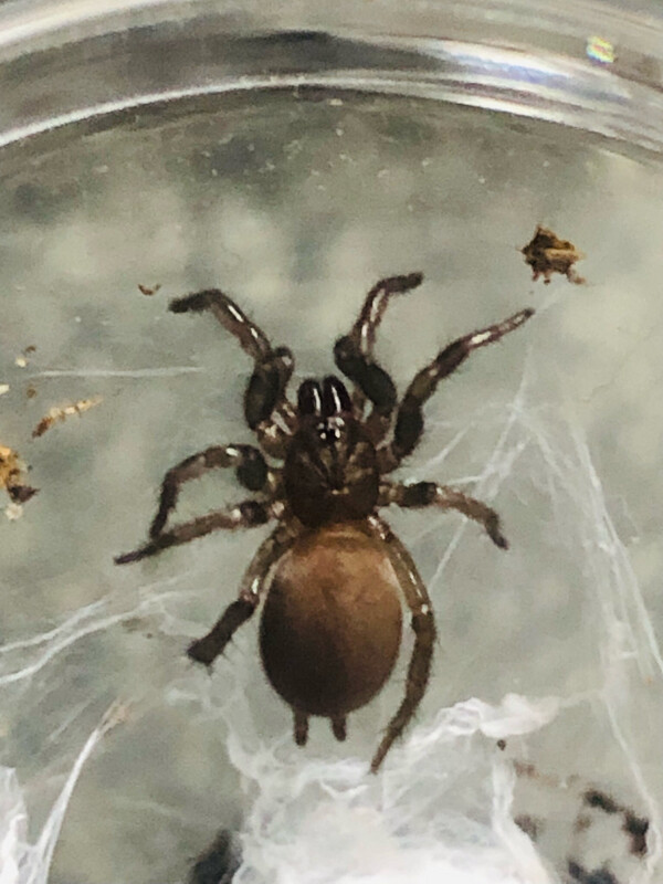 Euagrus mexicanus (2cm KL)