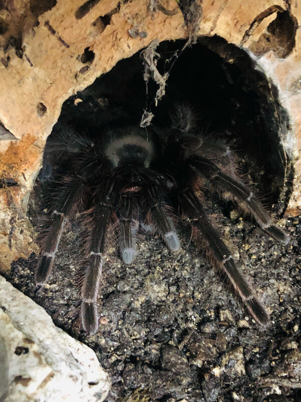 Theraphosa apophysis (adult)