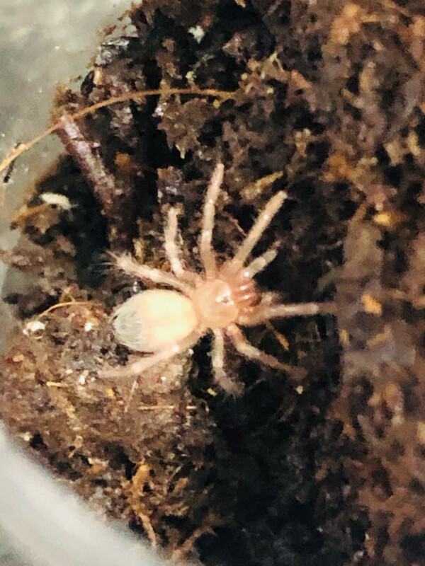 Pseudhapalopus sp. blue (0,5cm KL)