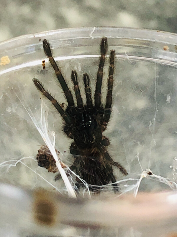 Chilobrachys fimbriatus (2,5cm KL)