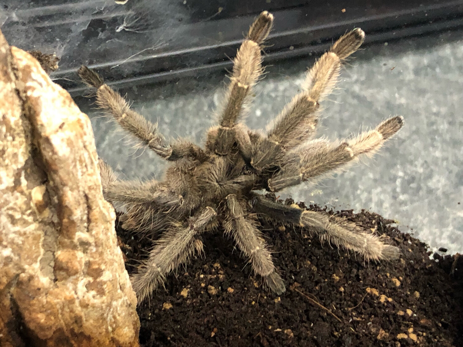 Cyriopagopus sp. hati hati (3,5cm KL)