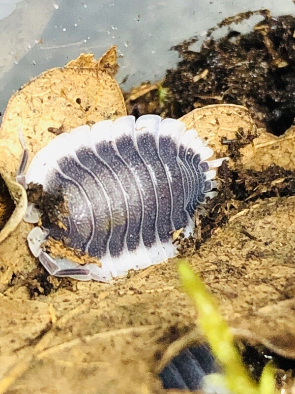 Porcellio werneri