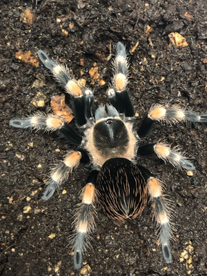 Brachypelma hamorii (1/2Fh)