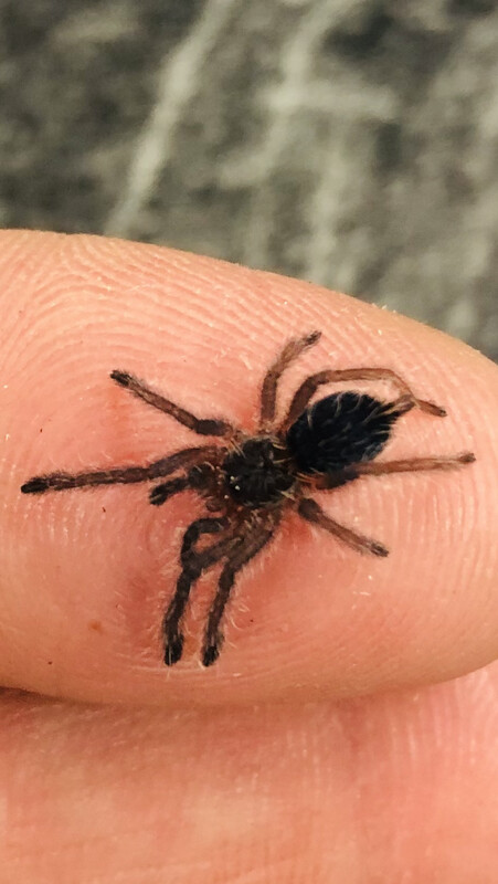 Dolichothele diamantinensis (1cm KL)