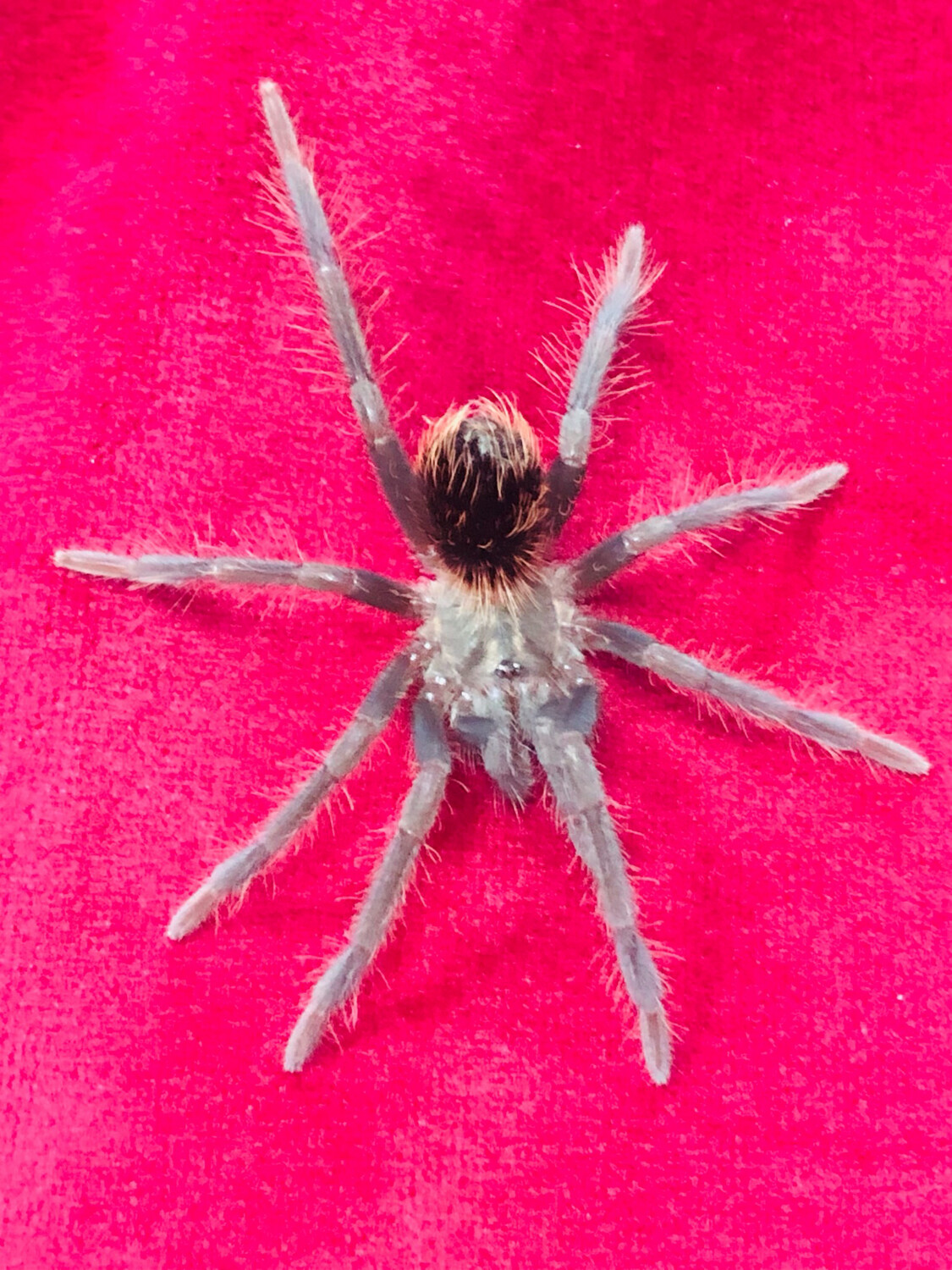 Xenesthis immanis (2cm KL)