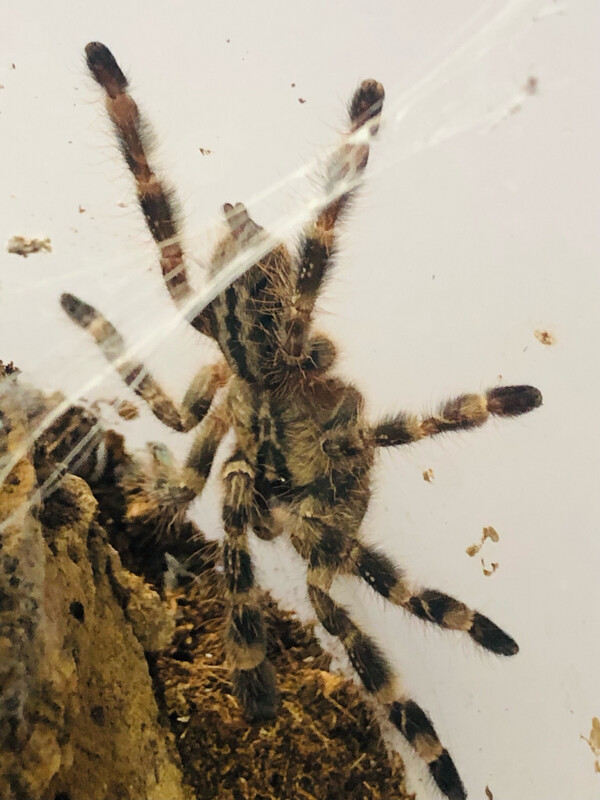Poecilotheria regalis (4cm KL) [ab dem 13.09.2025]