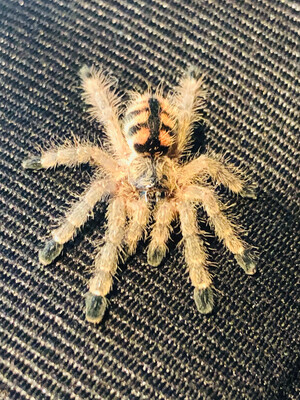 Avicularia minatrix (3cm KL)