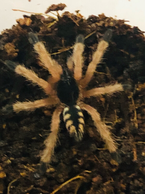 Amazonicus germani (1cm KL)