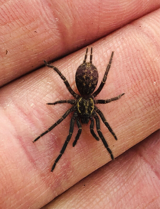 Heterothele gabonensis (2cm KL)