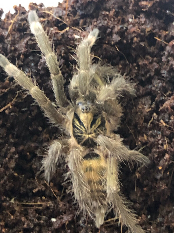 Neoholothele incei (2,5cm KL)