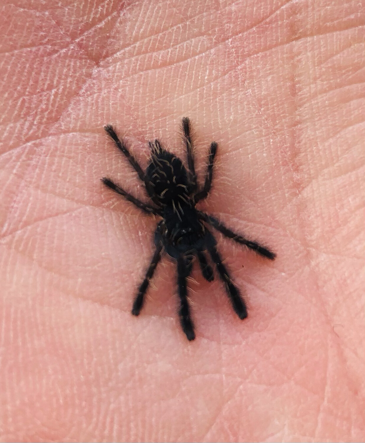 Phormingochilus sp rufus (1,5cm KL)