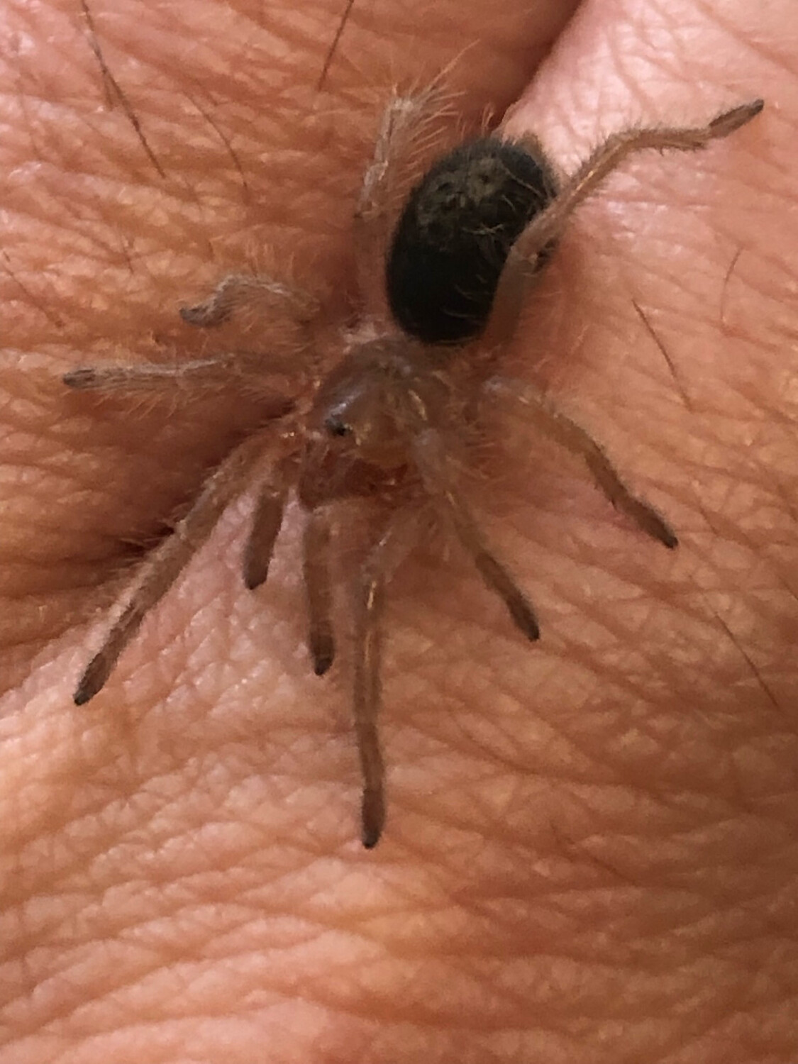 Grammostola pulchripes (2cm KL)