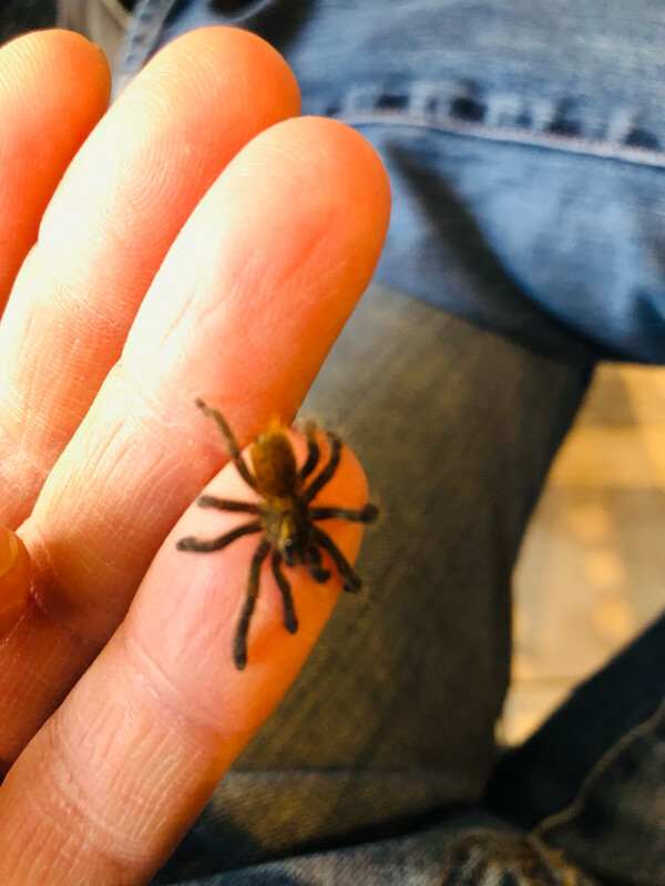 Pterinochilus Murinus usambara (2cm KL)