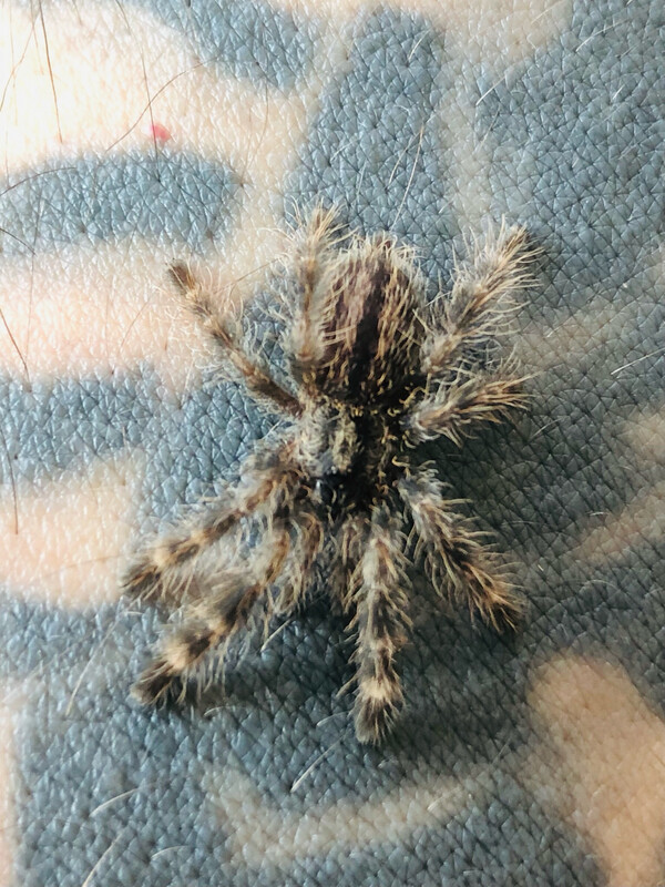 Poecilotheria vittata (1,5cm KL)