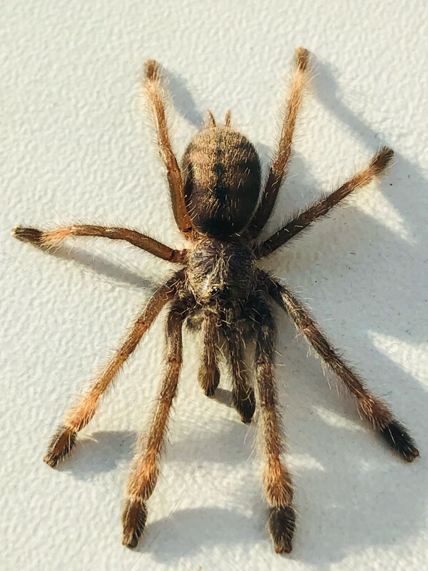 Psalmopoeus cambridgei (3cm KL)