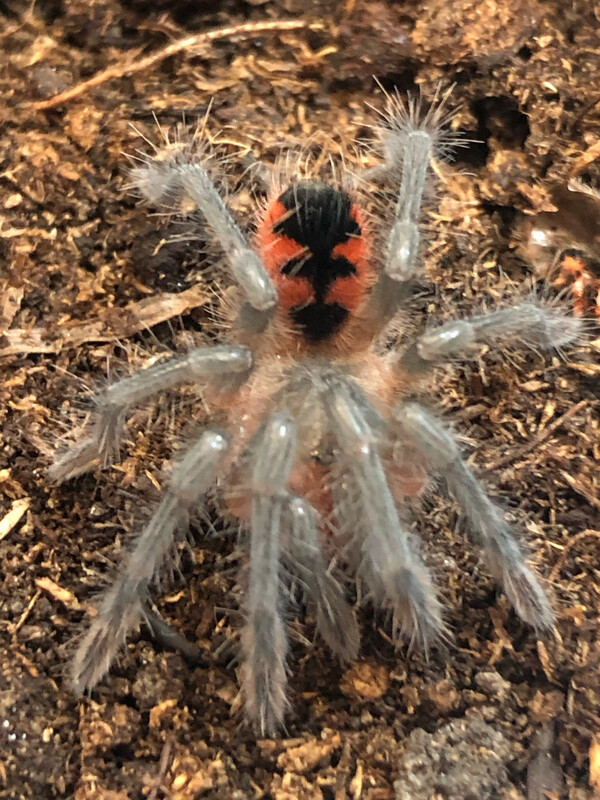 Pamphobeteus sp. manabi (3cm KL)