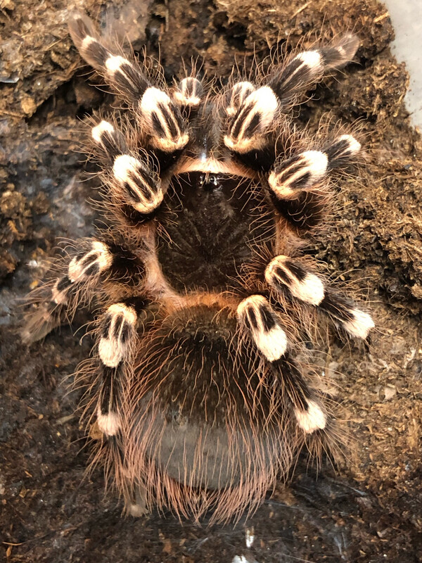 Acanthoscurria geniculata (7cm KL)